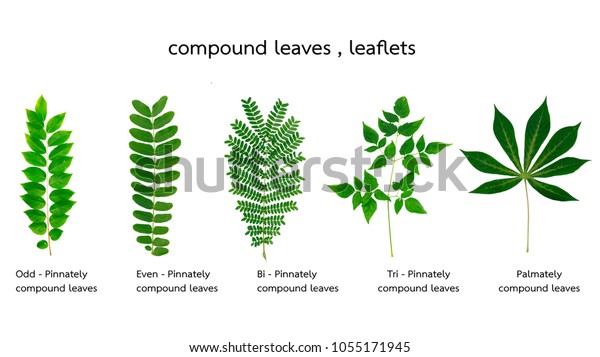 Concept Naturebotany Compound Leaves On White Stock Photo (Edit Now ...