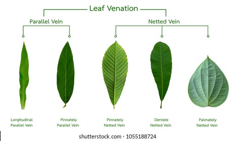 Venation High Res Stock Images Shutterstock