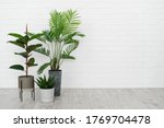 Concept of new apartment. Empty modern room with minimal interior, green natural houseplant in flower pot standing on floor against white brick wall with copy space