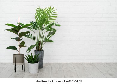 Concept of new apartment. Empty modern room with minimal interior, green natural houseplant in flower pot standing on floor against white brick wall with copy space - Shutterstock ID 1769704478