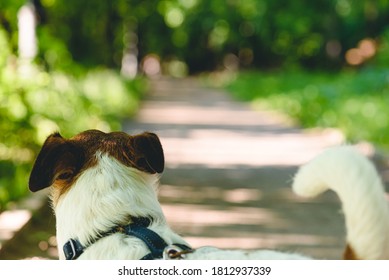 Concept Of New Beginnings, Opportunity And Adventure With Dog Looking At Road Going Into Sparkling Vista