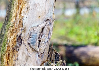 The Concept Of An Old Sick Vagina. Wood With A Slit Of A Certain Shape