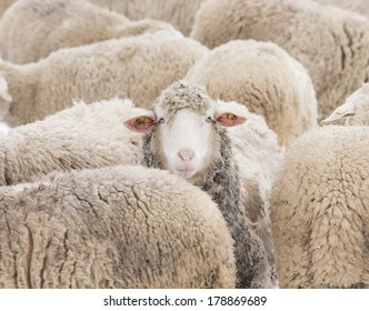 Concept of one sheep from herd looking at camera