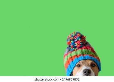 Concept of pet ready for cold winter weather with dog wearing warm knitted hat