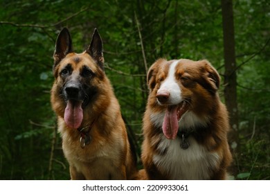 Concept Of Pets Outside, No People. Two Dogs In Coniferous Green Forest, Close Up Portrait. Australian And German Shepherd Pose With Tongues Hanging Out In Nature.