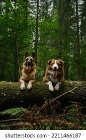 Concept Of Pets Outside, No People. Two Dogs Lying On Fallen Tree In Coniferous Green Forest. Australian And German Shepherd Pose Together With Their Paws On Log With Moss.