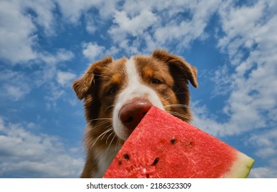 Concept of pets as people. Australian Shepherd dog eats juicy fresh watermelon outside in summer. Aussie enjoys eating fruit on warm day. Dog on background of blue sky with clouds.