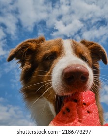 Concept Of Pets As People. Australian Shepherd Dog Eats Juicy Fresh Watermelon Outside In Summer. Aussie Enjoys Eating Fruit On Warm Day. Dog On Background Of Blue Sky With Clouds.