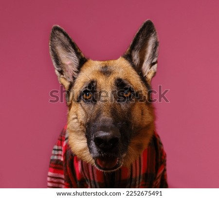 Concept of pets as people. Isolated on pink studio background. German Shepherd in red plaid shirt portrait close-up. Happy dog in human clothes.