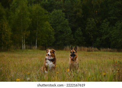 Concept Of Pets Unity With Nature. Two Purebred Dogs Sit Side By Side In Green Grass With Tongues Hanging Out. Australian And German Shepherd On Walk In Autumn Field. No People. Full Length Portrait.