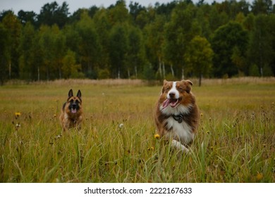 Concept Of Pets Unity With Nature. Two Active And Energetic Purebred Dogs Running Merrily Forward With Tongues Sticking Out. Australian And German Shepherd On Walk In Autumn Field. No People.