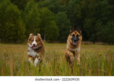 Concept Of Pets Unity With Nature. Two Active And Energetic Purebred Dogs Running Merrily Forward With Tongues Sticking Out. Australian And German Shepherd On Walk In Autumn Field. No People.