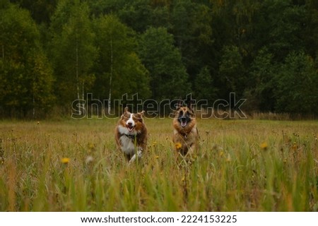 Foto Bild blonder Labrador mit Frau auf einer Lichtung