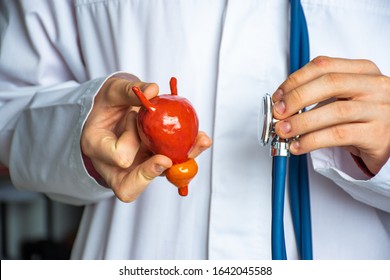 Concept photo of diagnosis in urology. Doctor hold in one hand model of human urinary bladder with prostate, in other stethoscope and conducts diagnostic process and presence of urinary diseases