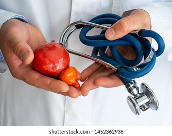 Concept photo diagnostics and treatment of diseases of prostate and urine bladder. Doctor dressed in white lab coat in one hand holds figure of prostate, in another twisted stethoscope photo close up