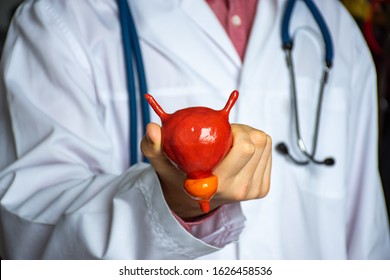 Concept Photo Of Study Or Diagnosis In Urology. Doctor In White Holds In His Hand Model Of Human Urinary Bladder With Prostate, Showing Patient Looks Like The Organ Itself And Its Normal Anatomy