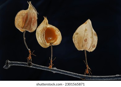Foto conceptual de tres hormigas tejedoras que levantan frutos de plantas silvestres. Esta hormiga roja brillante tiene el nombre científico de Oecophylla smaradigna.