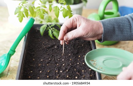 The concept of planting tomato seeds in a box for Rossada. Female hands use a toothpick to lay out tomato seeds and cover them with earth. Agricultural preparatory spring work.