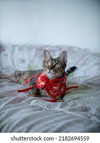 Concept Postcards For Chinese New Year : Cute Playful Cat In Chinese Style Clothing Lying On Bed. 