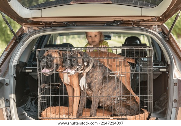 the concept of a safe trip by car with children and\
pets. A family travels in a car along with dogs in a cage and a\
small child. 