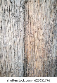 Concept of the same, but different. Two natural color tones on a tree. Bole of a hundred-year-old tree texture (in China). Use as texture, background, backdrop, or visual content.