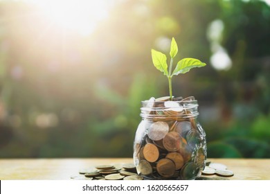 Konzeptsparen von steigendem Geld. Pflanze auf Krug-Glas mit Geldstapel und Sonnenschein