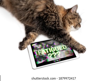 Concept For Screen Fatigue, Video Call Exhaustion And Virtual Class Learning Problems. Cat Stretched Out On Tablet. Screen Shows Distorted And Pixelated Video Conference And The Word 