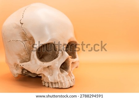 Concept - skull on a light orange background, beautiful white medical skull without jaw, human anatomy. Halloween holiday, scary skull. High quality