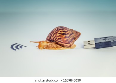 The Concept Of Slow Internet, Snail And Wifi, The Speed Of The Provider