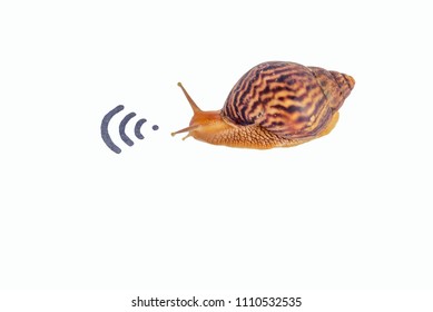 The Concept Of Slow Internet, Snail And Wifi, The Speed Of The Provider