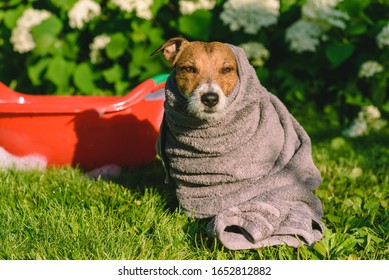 Concept Of Spring Clean Up: Dog Having Bathe Outdoor At Back Yard Lawn