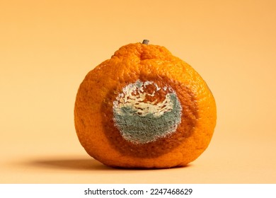 Concept of stop food waste day. Moldy orange. Rottan moldy fruit. Mould, mildew covered foods. Stop wasting food