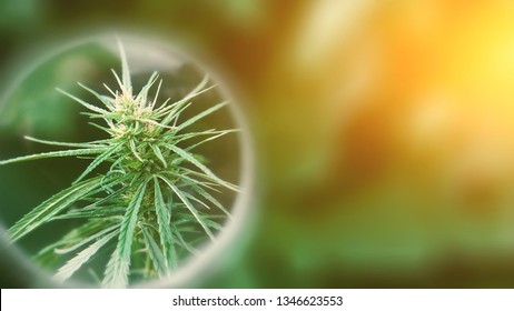 Concept Of Studying The Effect Of CBD Oil On Human And Pet Animal Health. Growing Marijuana Top Quality Products. Cannabinoid Benefits Of The Use Of Cannabis Oil For Therapeutic Purposes