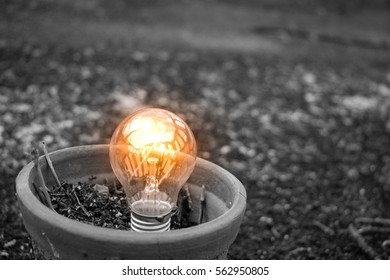 Concept of successful and opportunity presented by growing light bulb in flowerpot