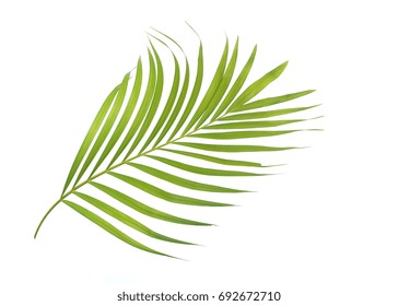 concept summer with green palm leaves from tropical . frond floral coconut leaf branches tree isolated on white pattern background. flat lay, top view.