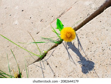 The concept of survival, ecology, globalization. Plant grows through concrete cracking. Sprout of a plant makes the way through a crack asphalt - Shutterstock ID 2082644179