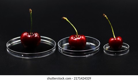 Concept Of Sustainability Of Crops Through Improved Food Production In The Laboratory. Cherries On A Black Background.