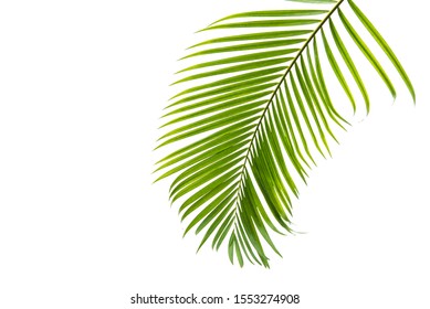 Concept texture leaves abstract green nature background tropical leaves coconut isolated on white background - Shutterstock ID 1553274908