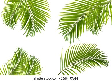 Concept texture leaves abstract green nature background tropical leaves coconut isolated on white background