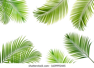 Fropical Palm Leaves Frame Botanical Vector Stock Vector (Royalty Free ...