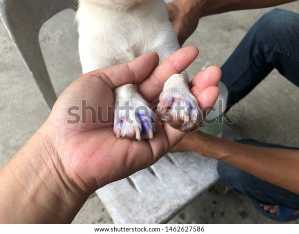 gentian violet for dogs paws