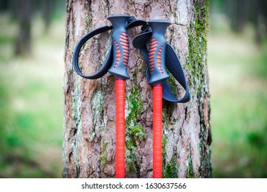 Concept of trekking poles near tree in forest