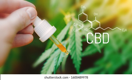 Concept Of Using CBD Oil For Pets, Cats, Dogs, Cannabidiol Chemical Formula, Beautiful Background Of Green Hemp With Dropper CBD Oil