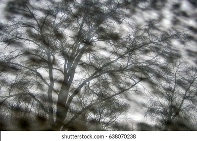 Concept Zebra Striped Background, Monotone Function, Autumn, Fall. Monotone Uniformly Distributed Fuzzy Spots And Bare Clear Trees In Background, Abstraction And Realism