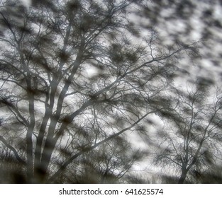 Concept Zebra Striped Background, Monotone Function. Monotone Uniformly Distributed Fuzzy Spots And Bare Clear Trees In Background, Abstraction And Realism