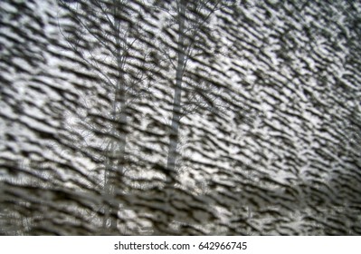 Concept Zebra Striped Background, Monotone Function Polluted Area. Monotone Uniformly Distributed Fuzzy Spots And Bare Clear Trees In Background, Abstraction And Realism