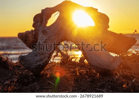 Conception of dizzy, devildom. It looks like skull of antediluvian animal, underground monster, ogre, alien. But it is sacrum of bull. Sun shines through eye socket, effulgence, evil force