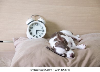 Concepts, sleep time, wake up call of the day, dog sleeping on the couch