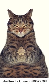 cats praying