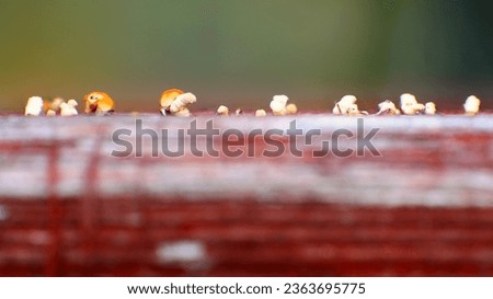 Conceptual close up of tiny fungi growing on moist wood.